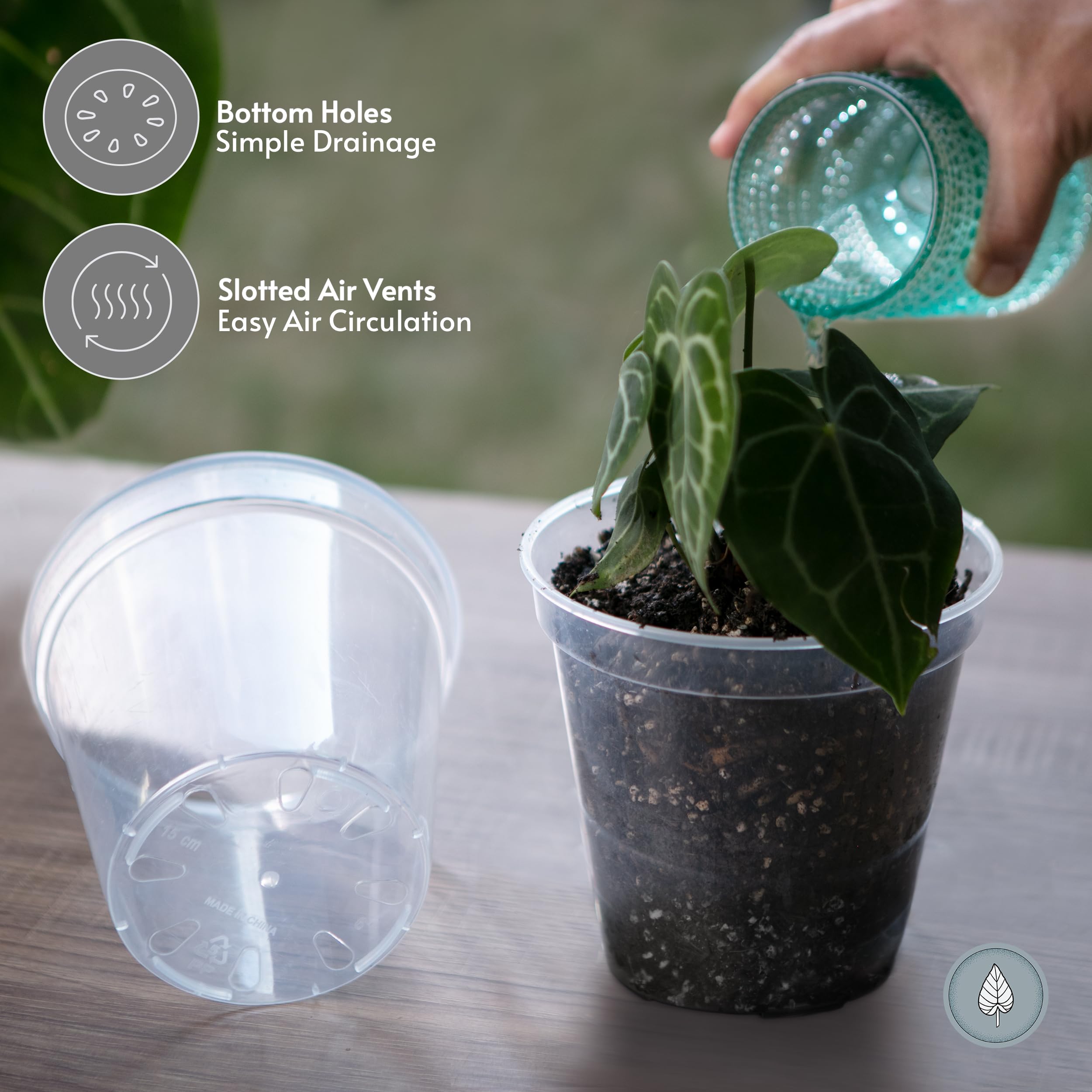 Amazon.com: karenplantsplants™ 9